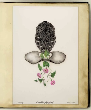 Drawing of a flower in a book.