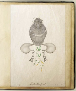 Drawing of a flower in a book.